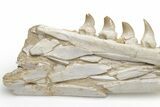 Mosasaur (Eremiasaurus?) Jaw - Morocco #220288-6